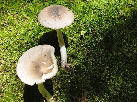 苔むした庭とキノコ