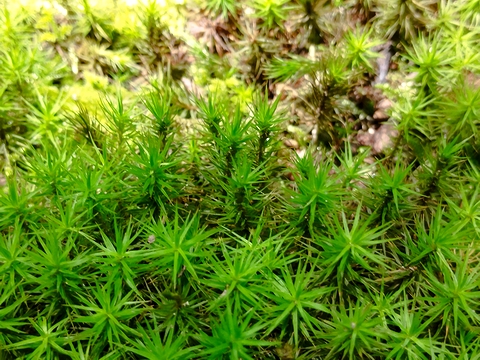 苔むした庭