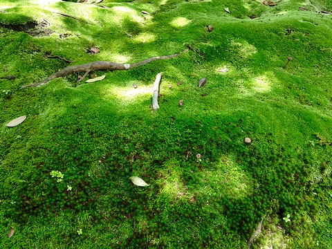 苔むした庭