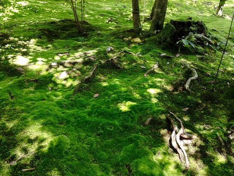 苔むした庭と木漏れ日)